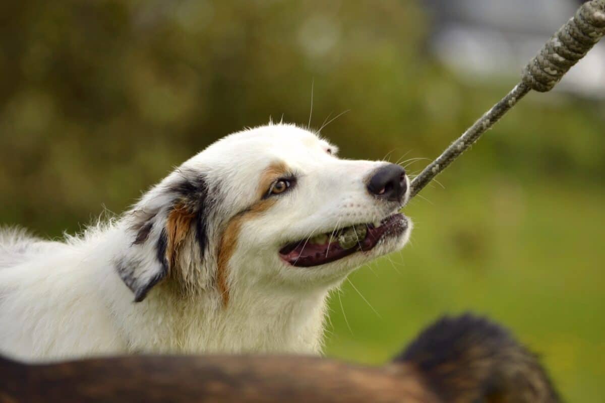 Aggressive Aussie dog biting a rope