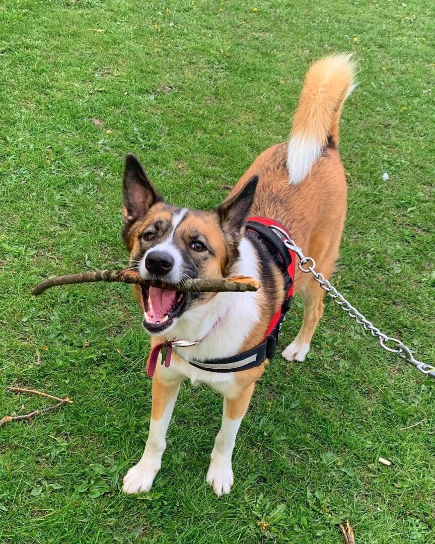 Akita Mixes 38 Unique Akita Crossbreeds (With Pictures)