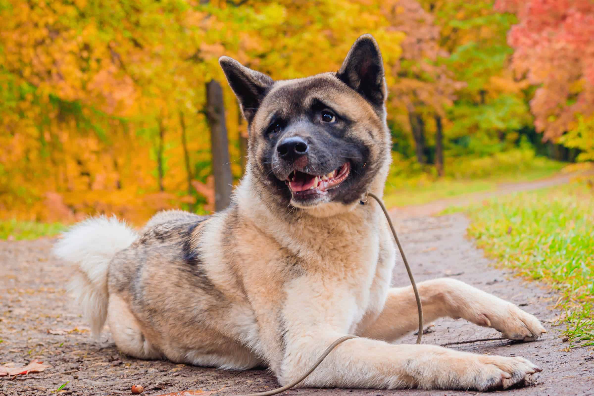 Akita Mixes 38 Unique Akita Crossbreeds (With Pictures)
