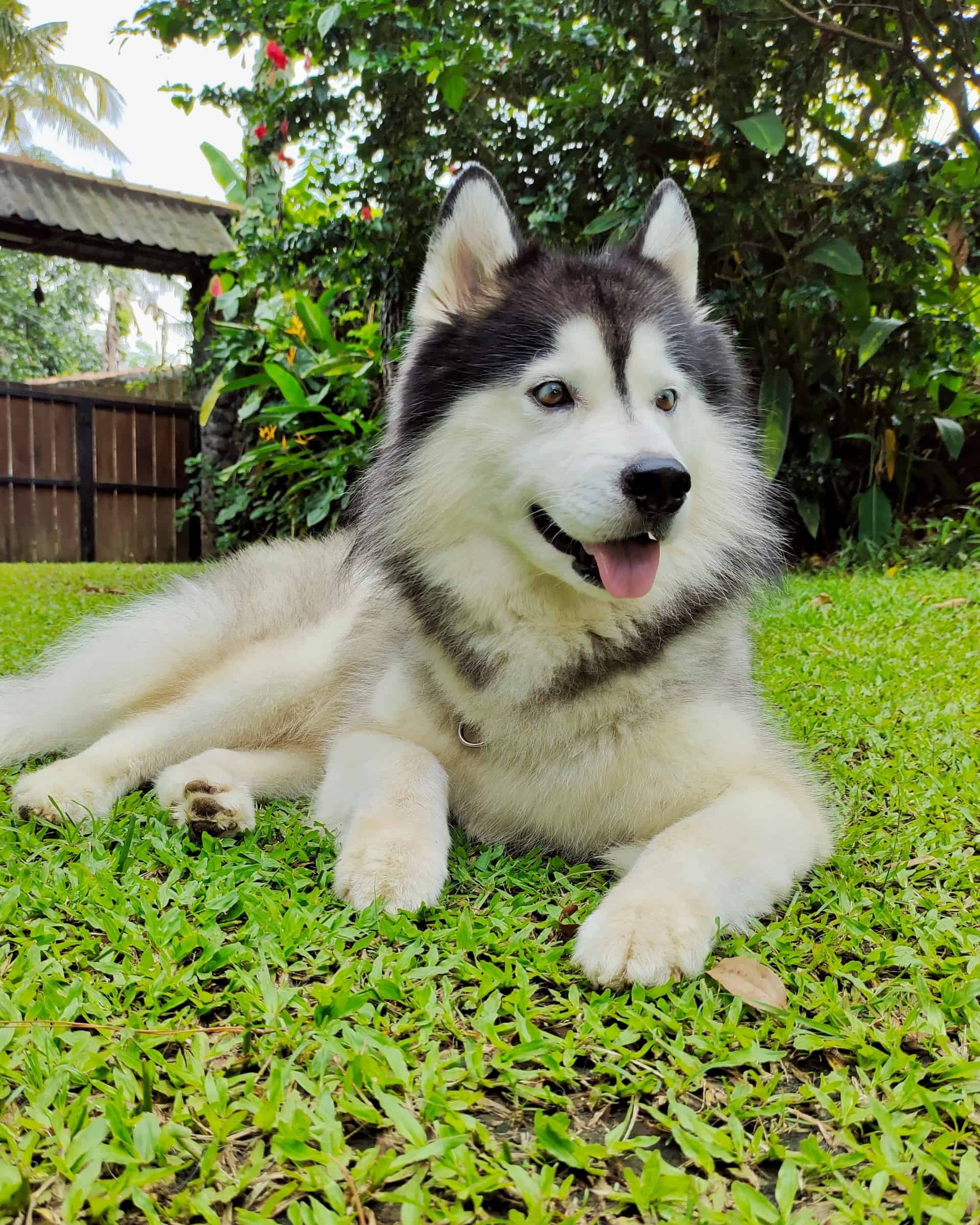 Siberian Husky Mixes: 40 Husky Crossbreeds (With Pictures)