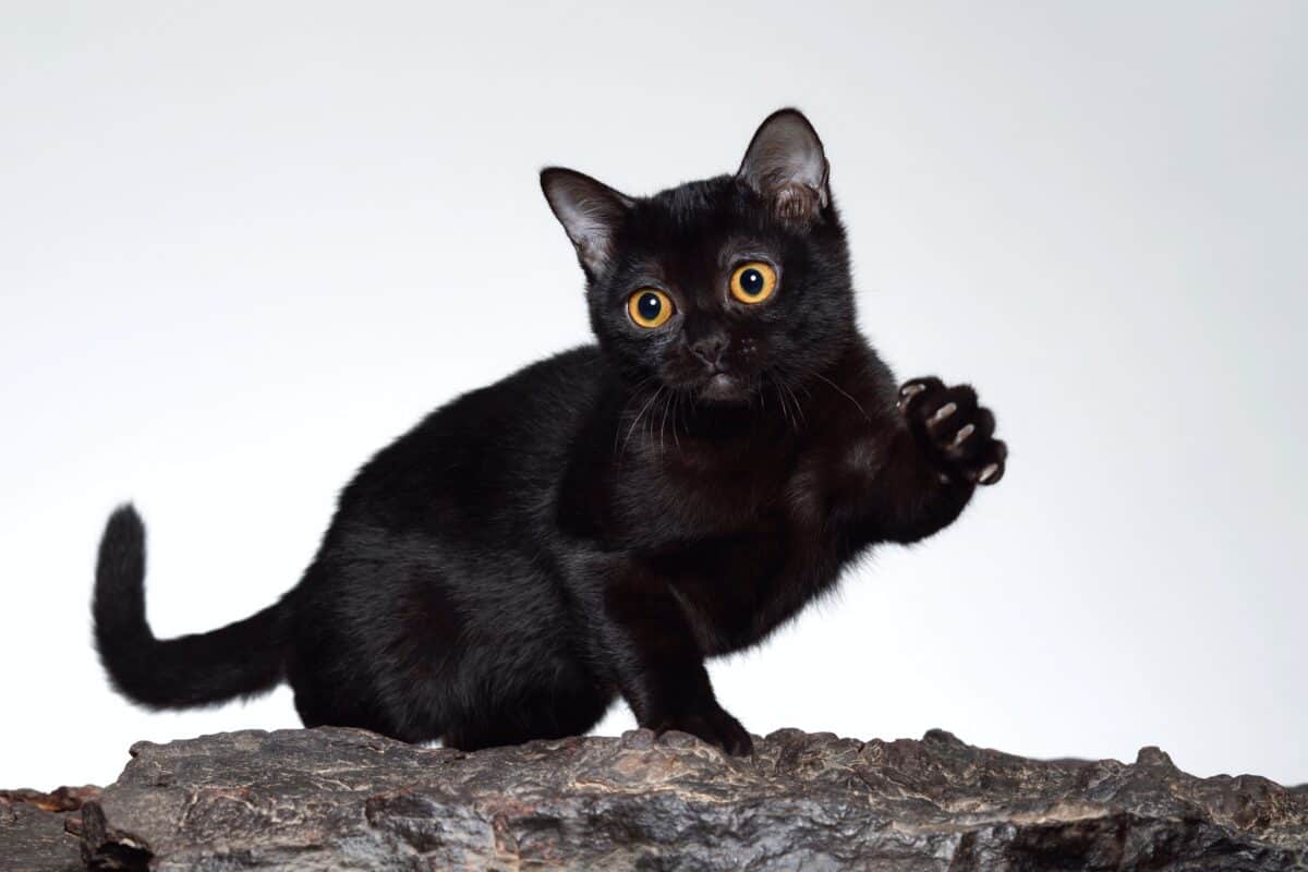 American Bombay cat with orange eyes