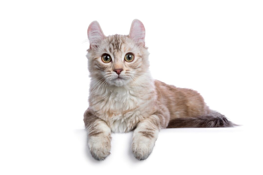 Do Cats With Round Ears Exist? Myths & Facts Explained