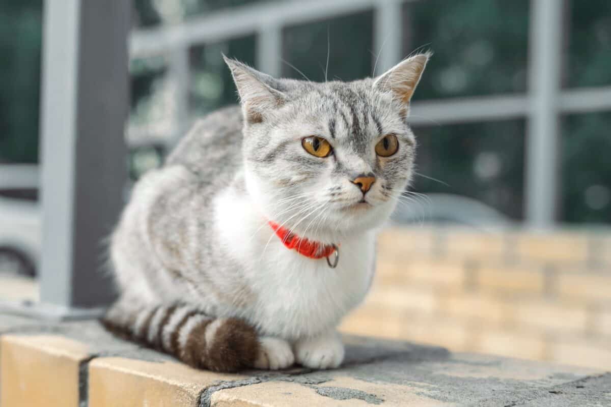 American Wirehair cat with orange eyes