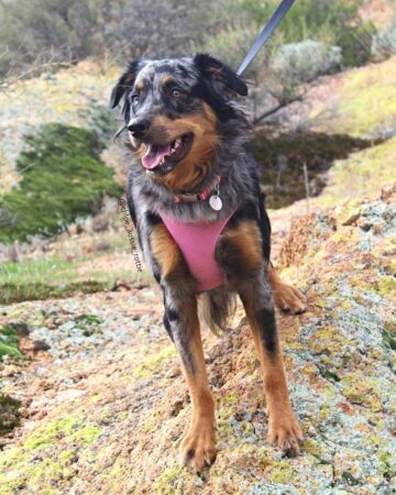 Rottweiler Mixes: 41 Best Rottie Crossbreeds (With Pictures)