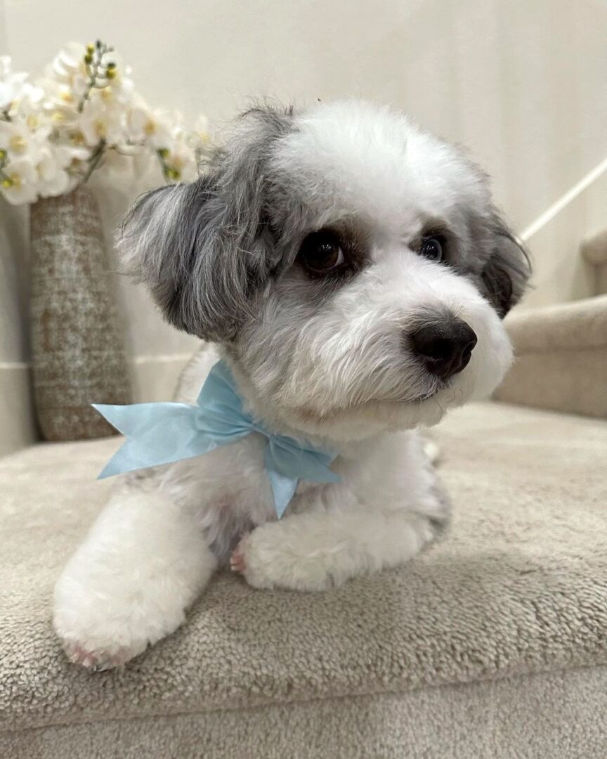 Havanese Mixes 30 Cutest Havanese Hybrids
