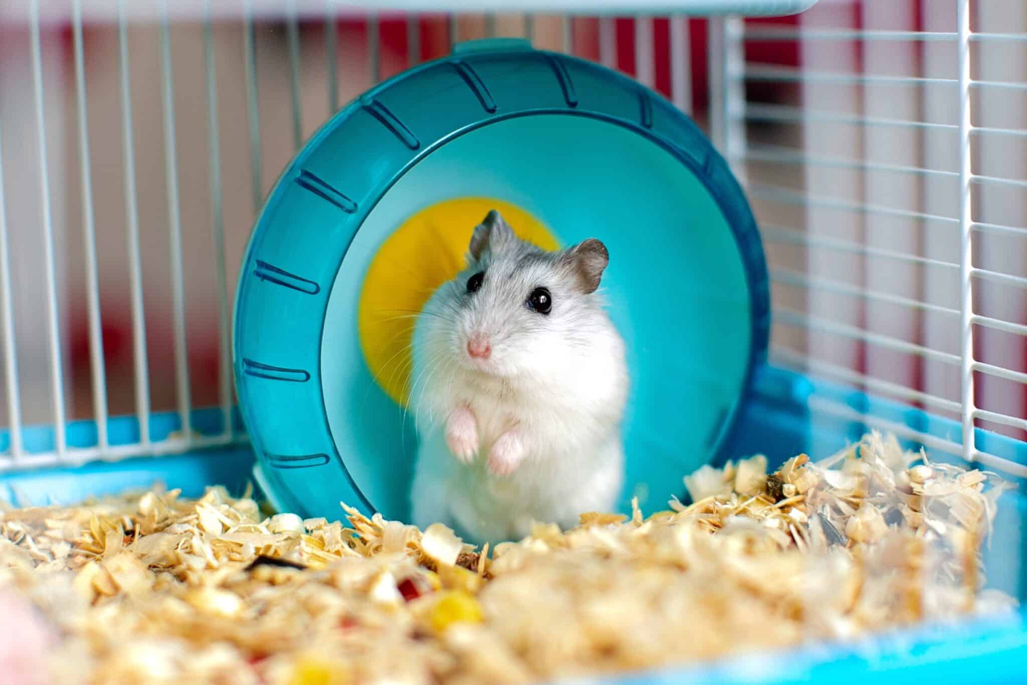 How Much Does a Hamster Cost? (2024 Price Guide)