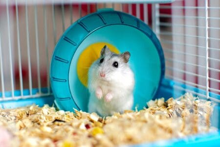 How Much Does a Hamster Cost? (2026 Price Guide)