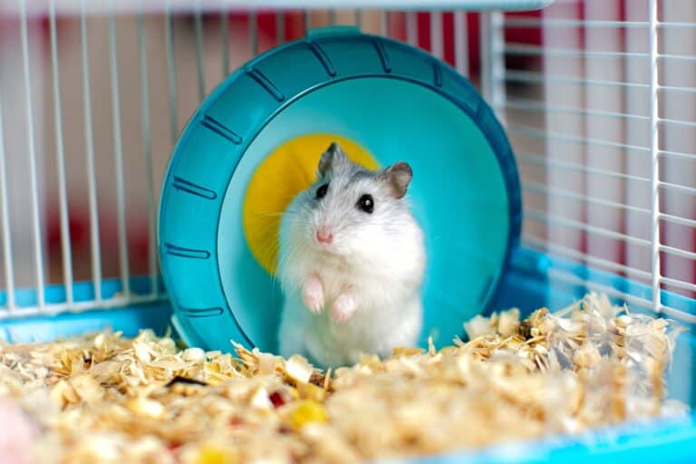 How Much Does a Hamster Cost? (2023 Price Guide)