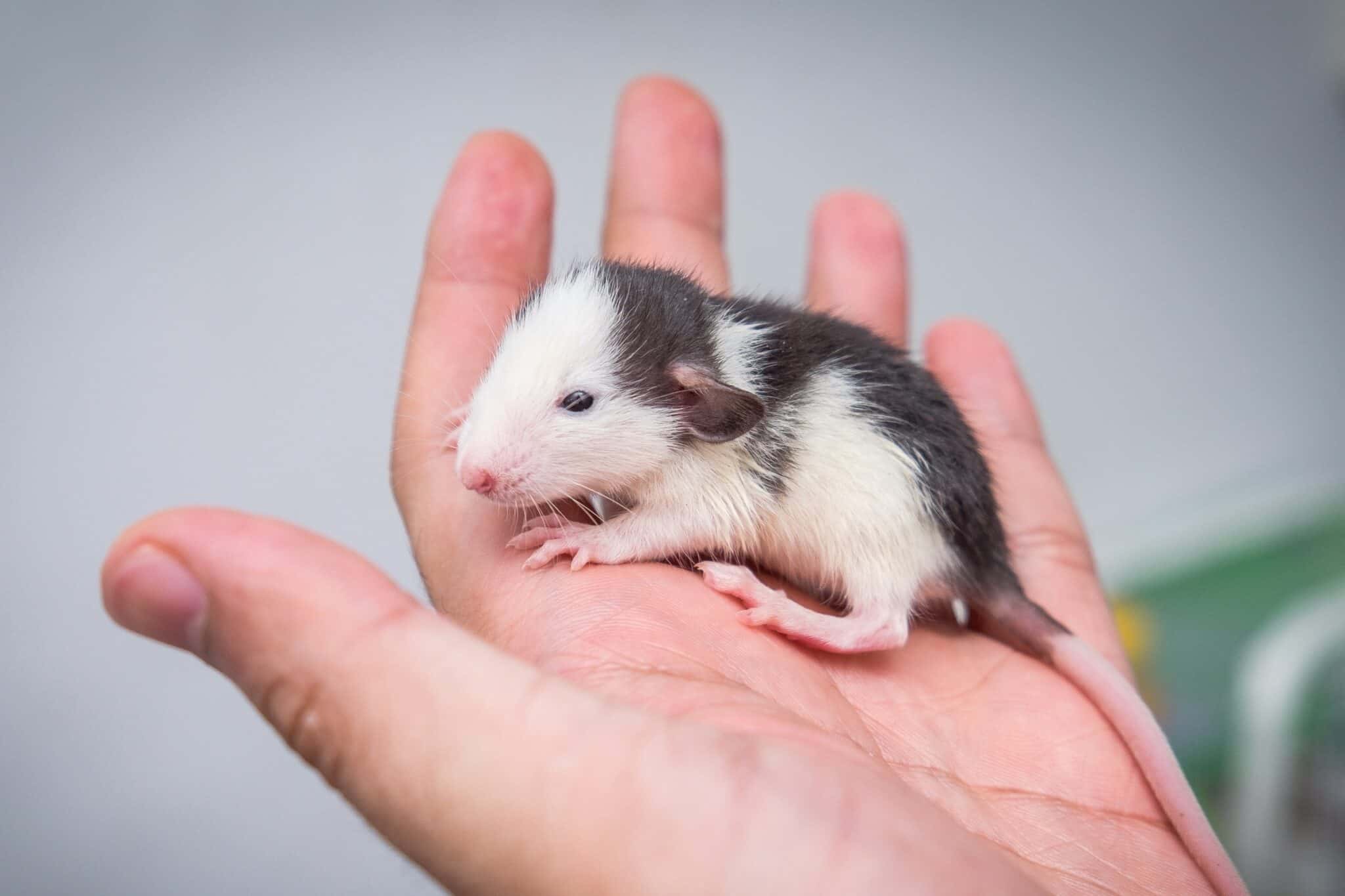 Dumbo Rat Facts, Behavior, Prices & Care