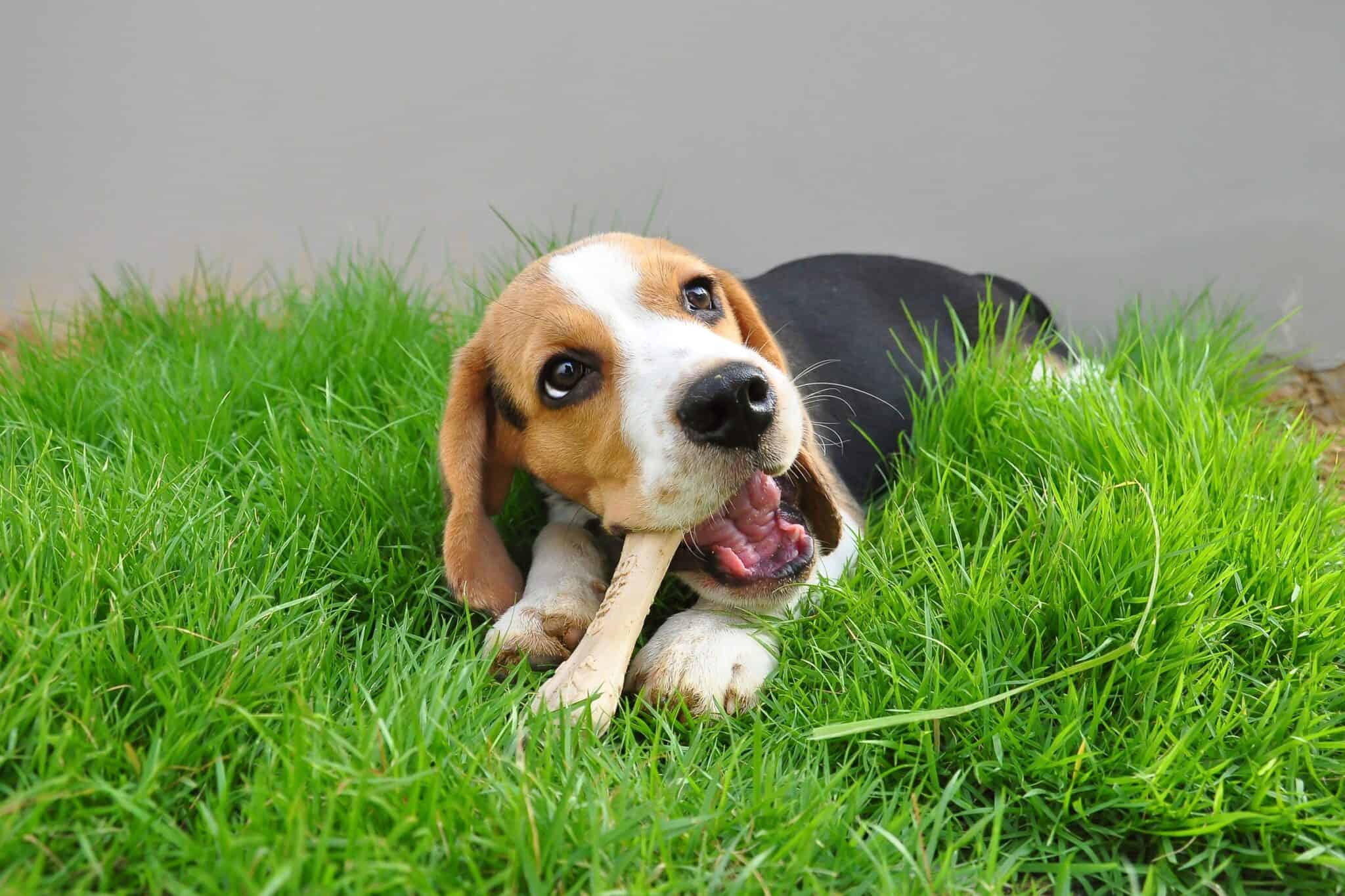 Why Do Dogs Keep Making Chewing Motions? (Top 14 Reasons)