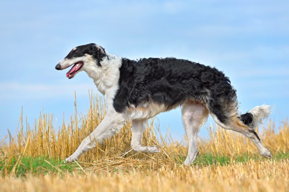 LongHaired Greyhound Do Greyhounds Have Long Hair?