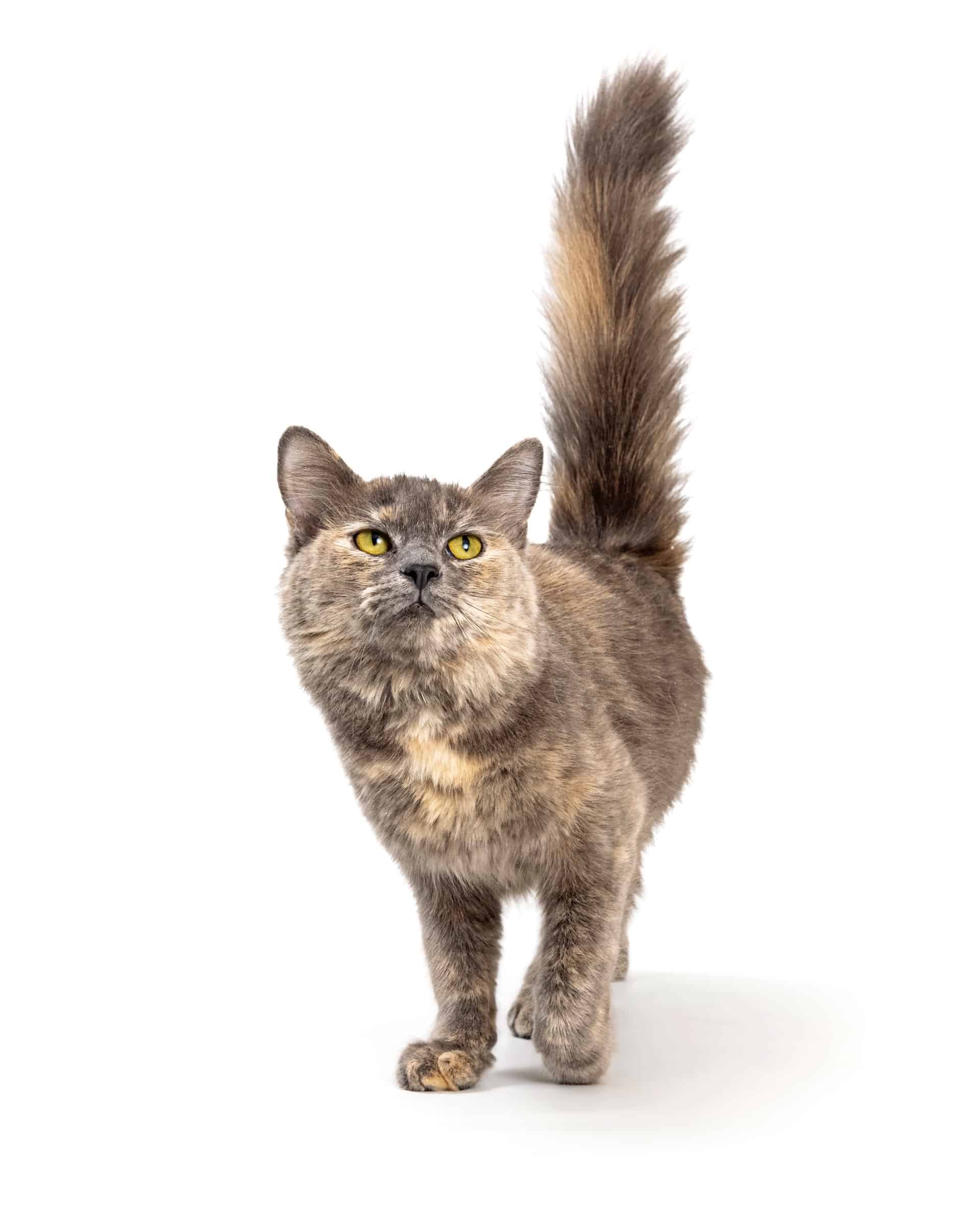 Dilute Tortie Cat Facts, Health & FAQs