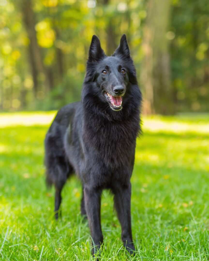 LongHaired Belgian Malinois Everything You Need to Know