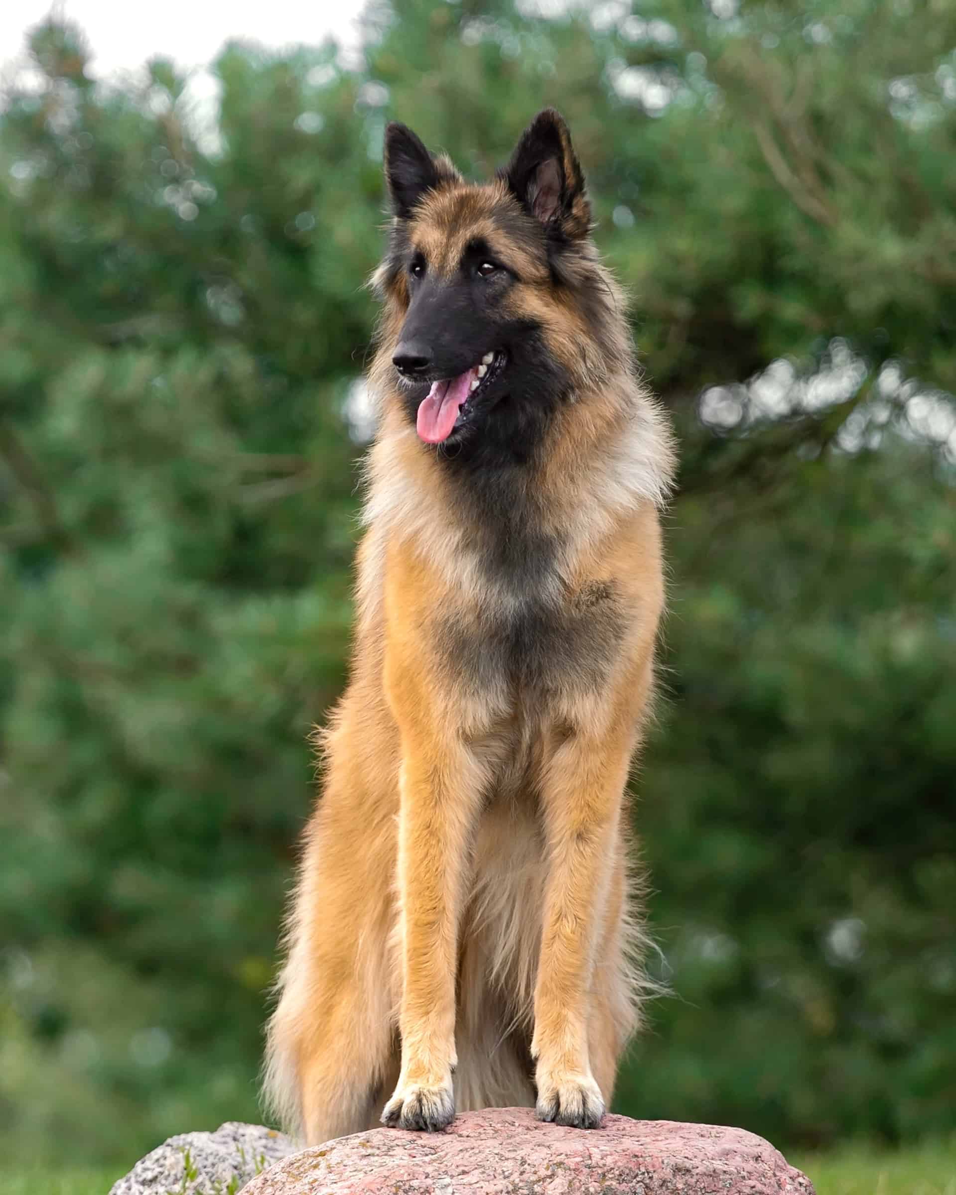 LongHaired Belgian Malinois Everything You Need to Know