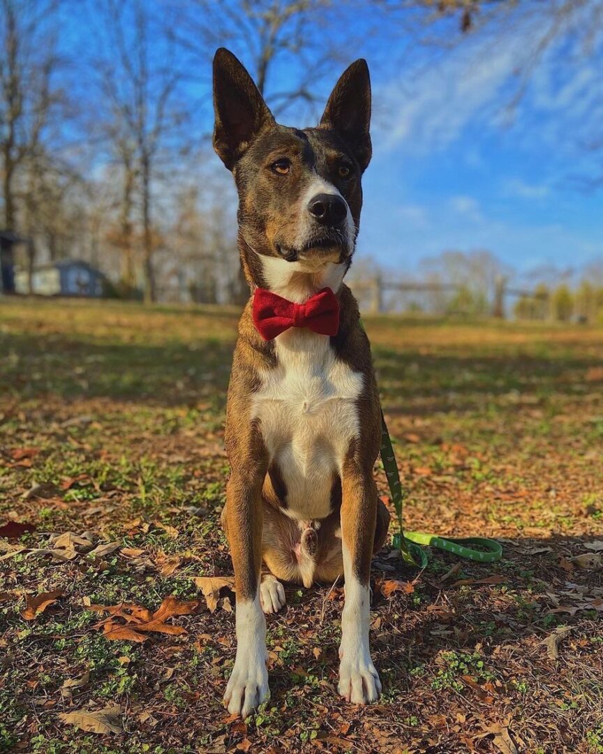 Belgian Malinois Mixes 22 Unique Crossbreeds (With Pictures)