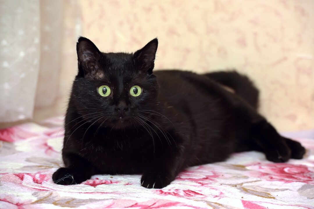 18 Black Cat Breeds With Green Eyes You'll Love (With Pictures)