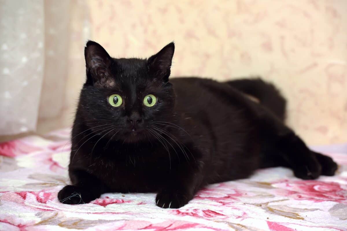 Black Bombay cat with green eyes