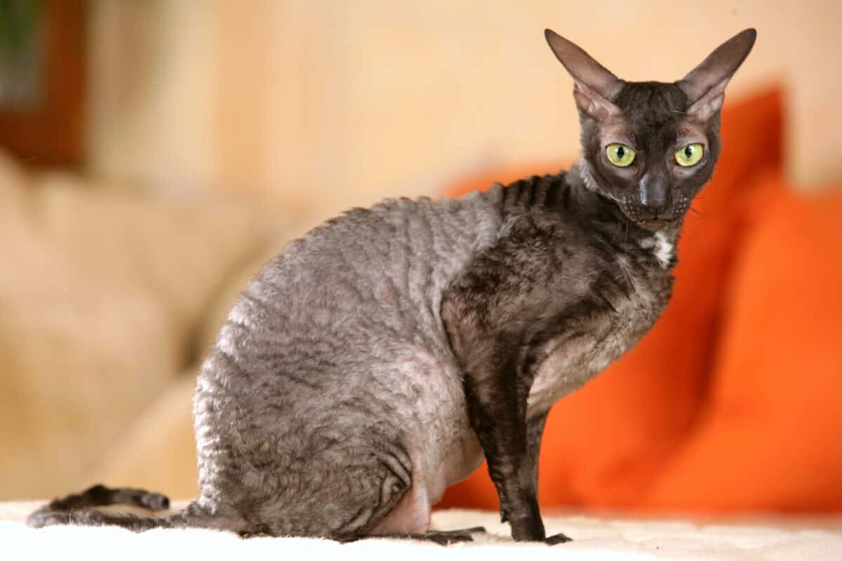 Black Cornish Rex cat with green eyes