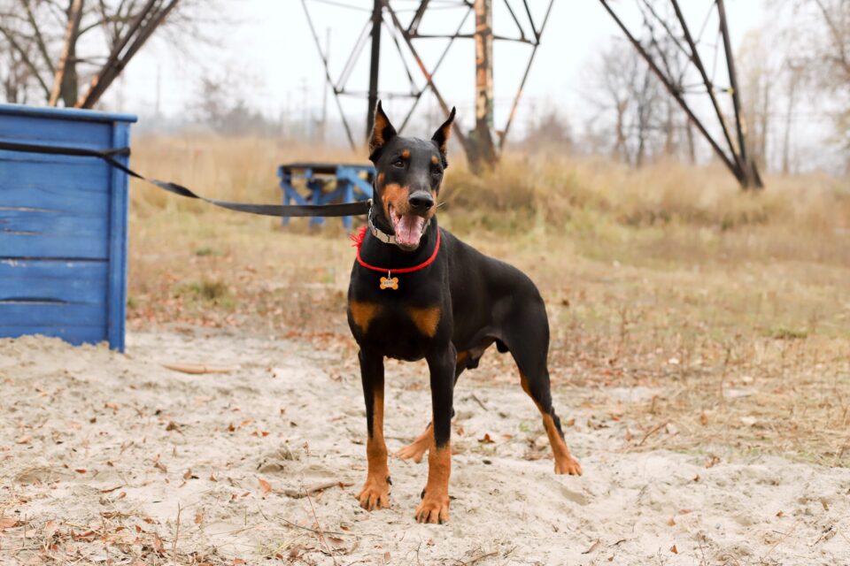 Doberman Ear Cropping Everything You Need to Know