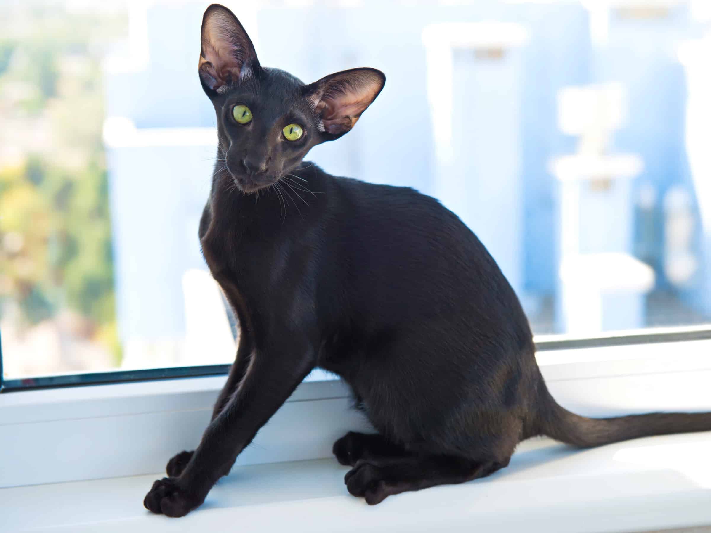 black cat with green eyes
