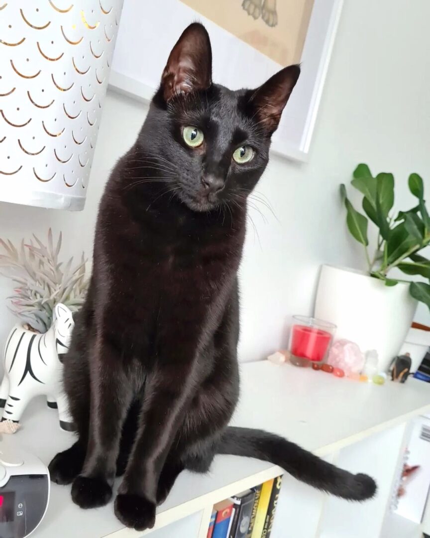 18 Black Cat Breeds With Green Eyes You'll Love (With Pictures)