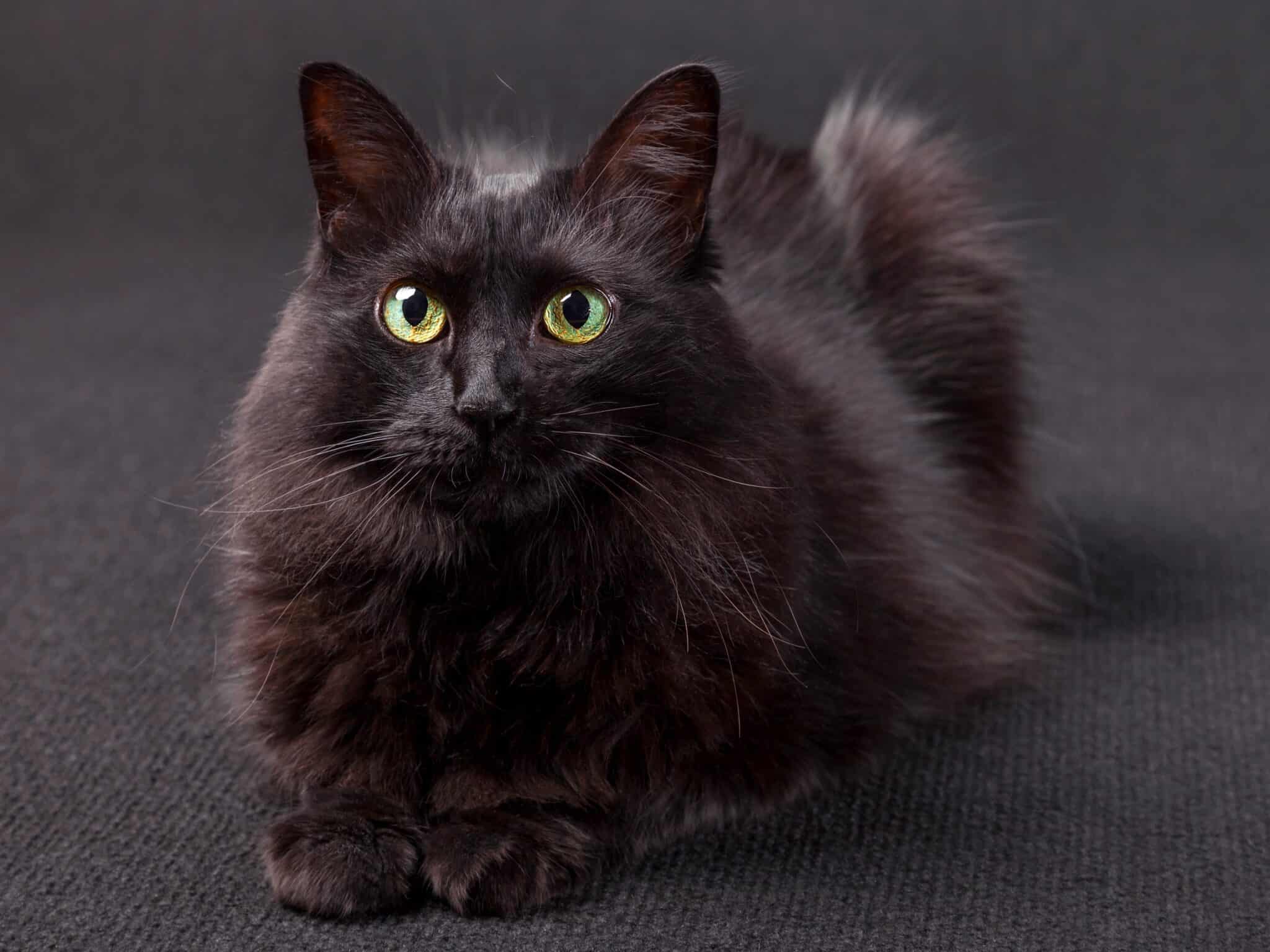 18 Black Cat Breeds With Green Eyes You'll Love (With Pictures)