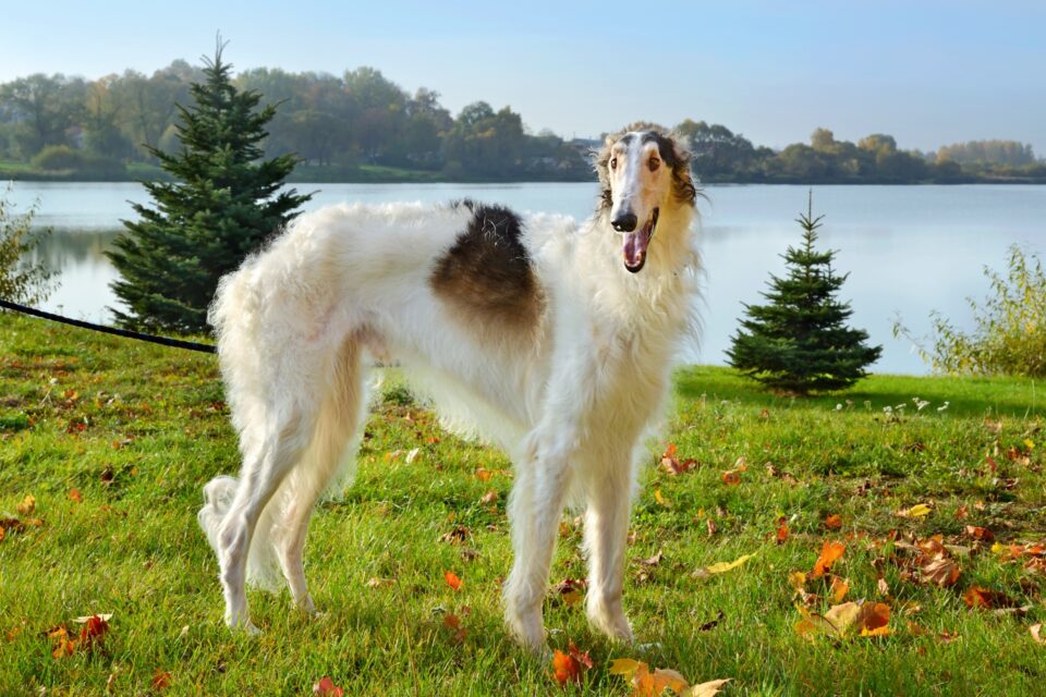 LongHaired Greyhound Do Greyhounds Have Long Hair?