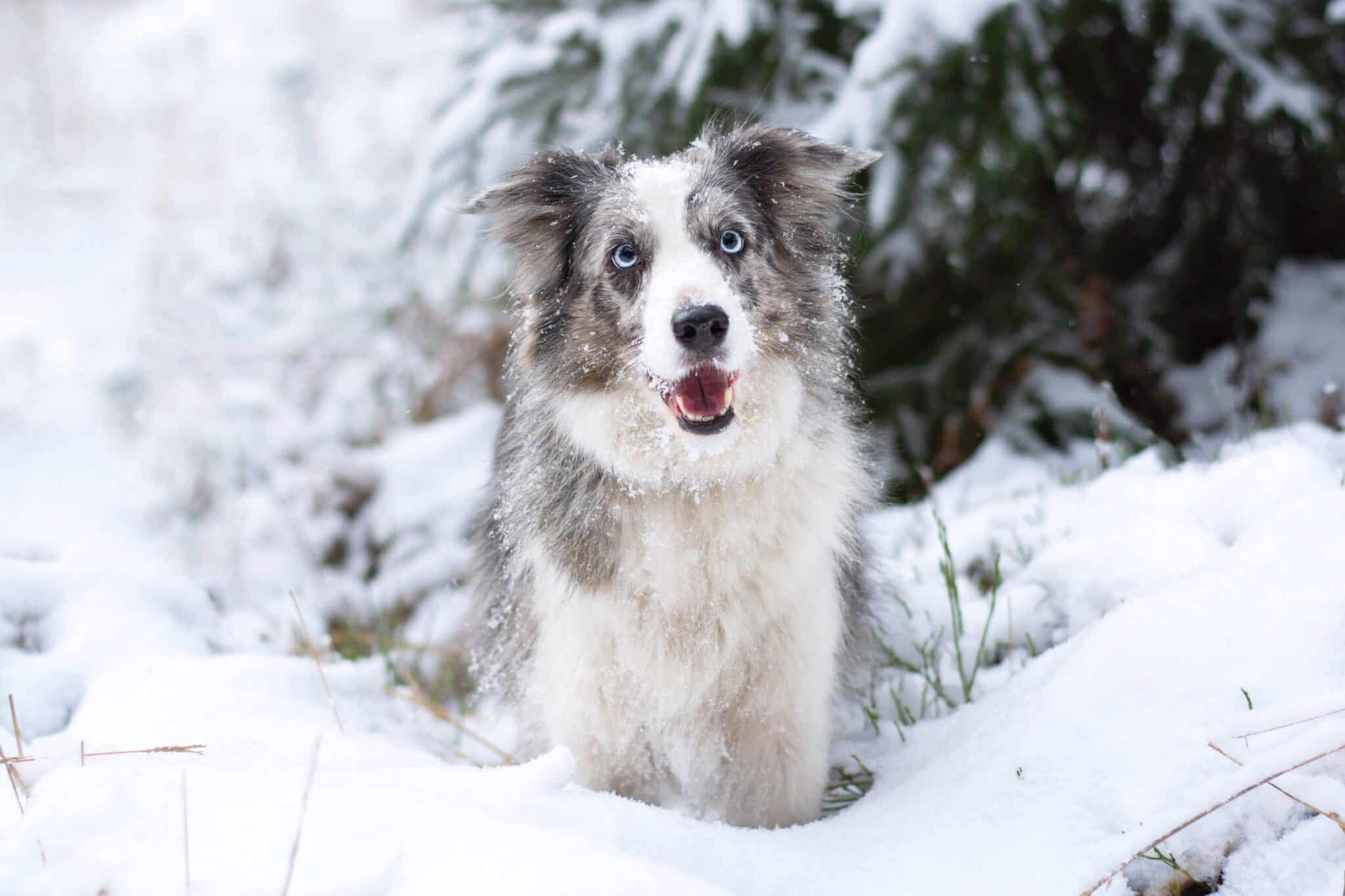 Can Border Collies Have Blue Eyes? (Facts, Pictures & FAQs)