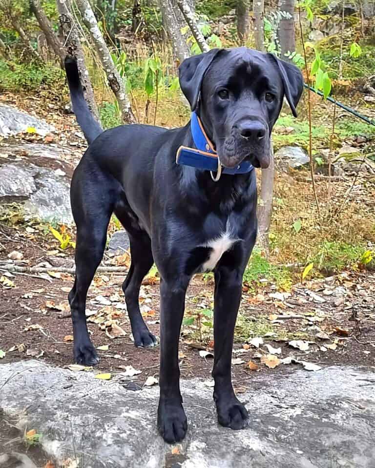 50 Wonderful Boxer Mixes That Will Surely Brighten Your Day!