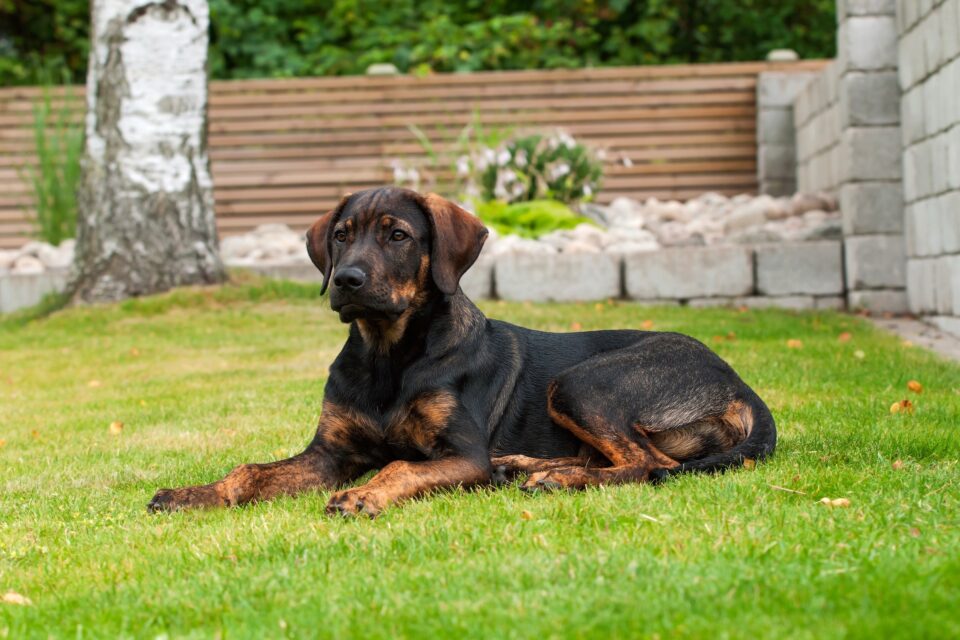 Rottweiler Mixes 41 Best Rottie Crossbreeds (With Pictures)