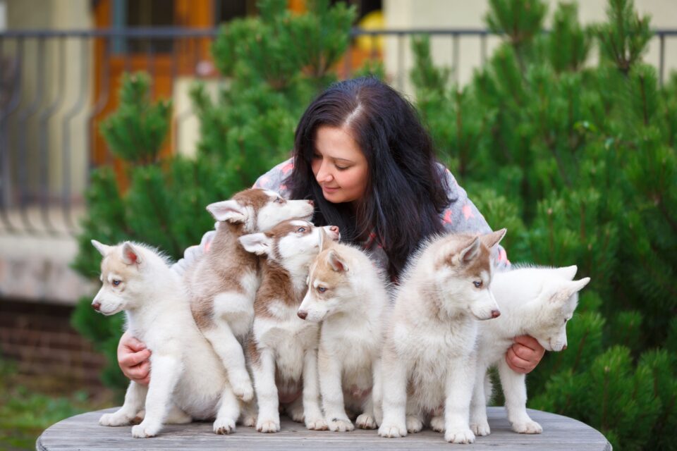 Breeding Rights for Dogs What They Are, Paperwork & Warnings