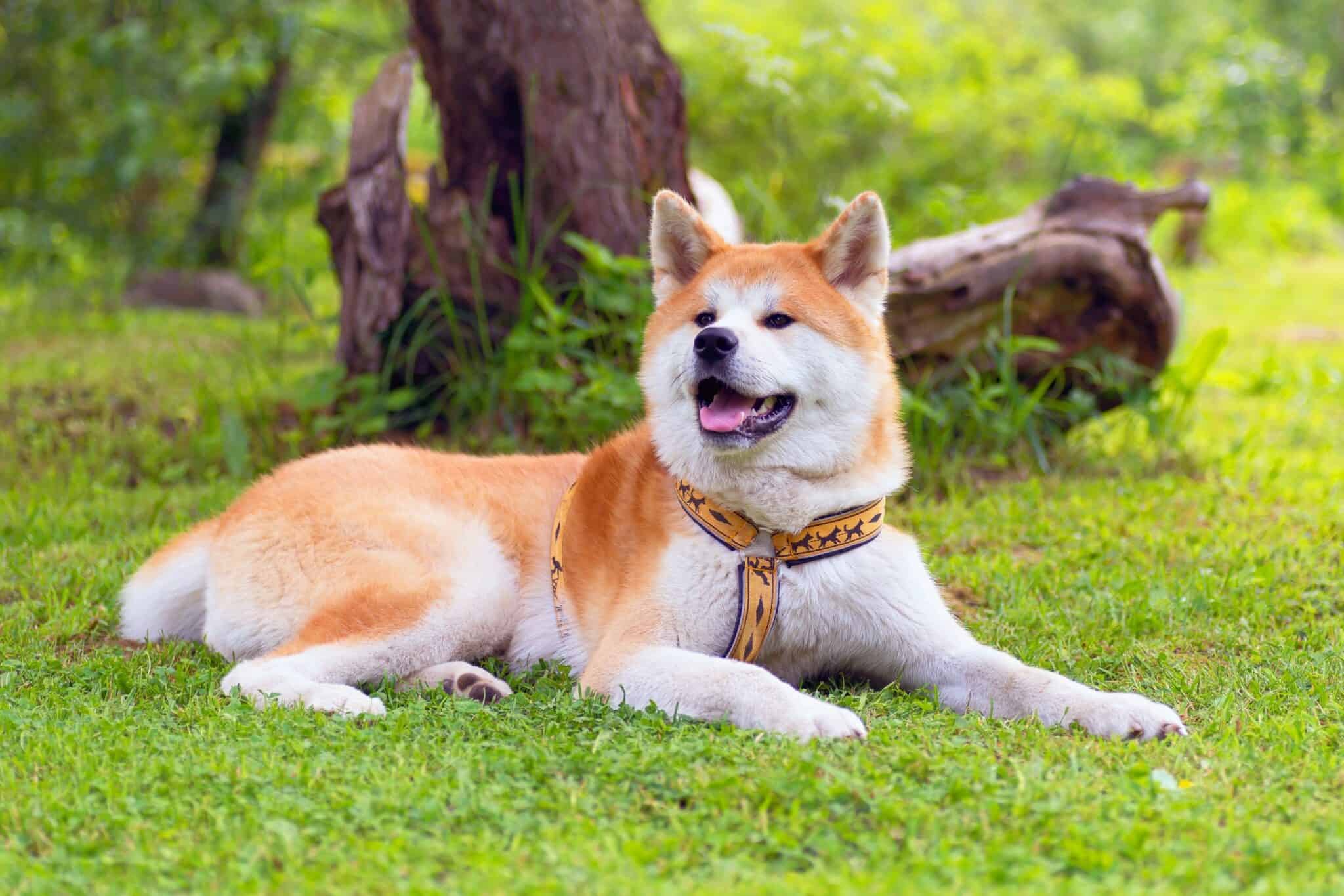 37 Awesome Brown and White Dog