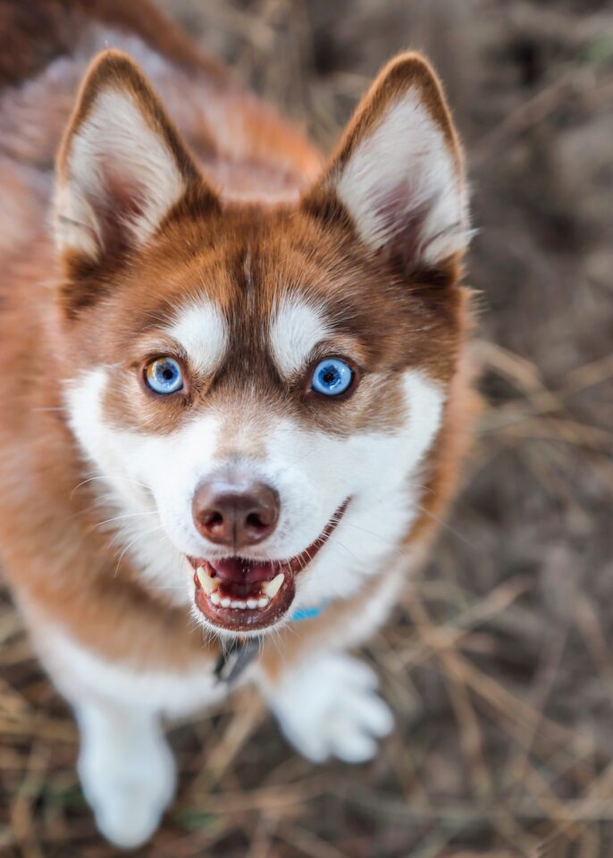 37 Awesome Brown and White Dog Breeds (With Pictures)