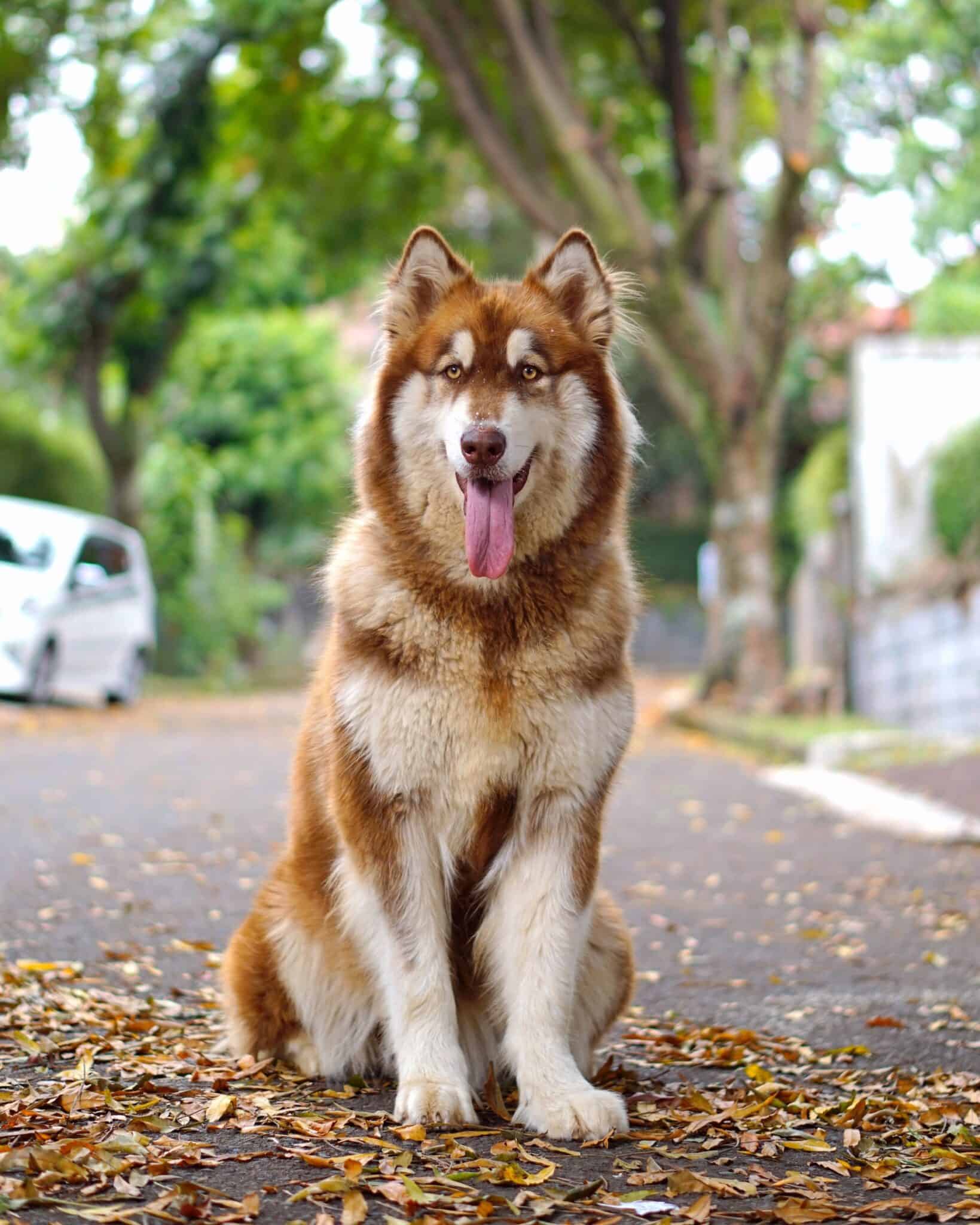 37 Awesome Brown and White Dog
