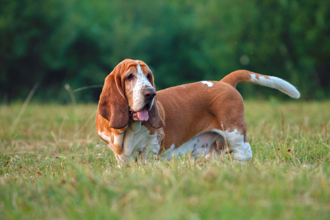 37 Awesome Brown and White Dog