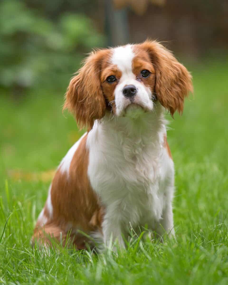 What kind of dogs are brown and white?