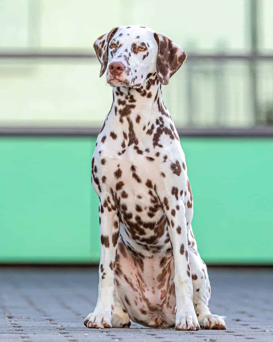 Brown and white dog breed Dalmatian
