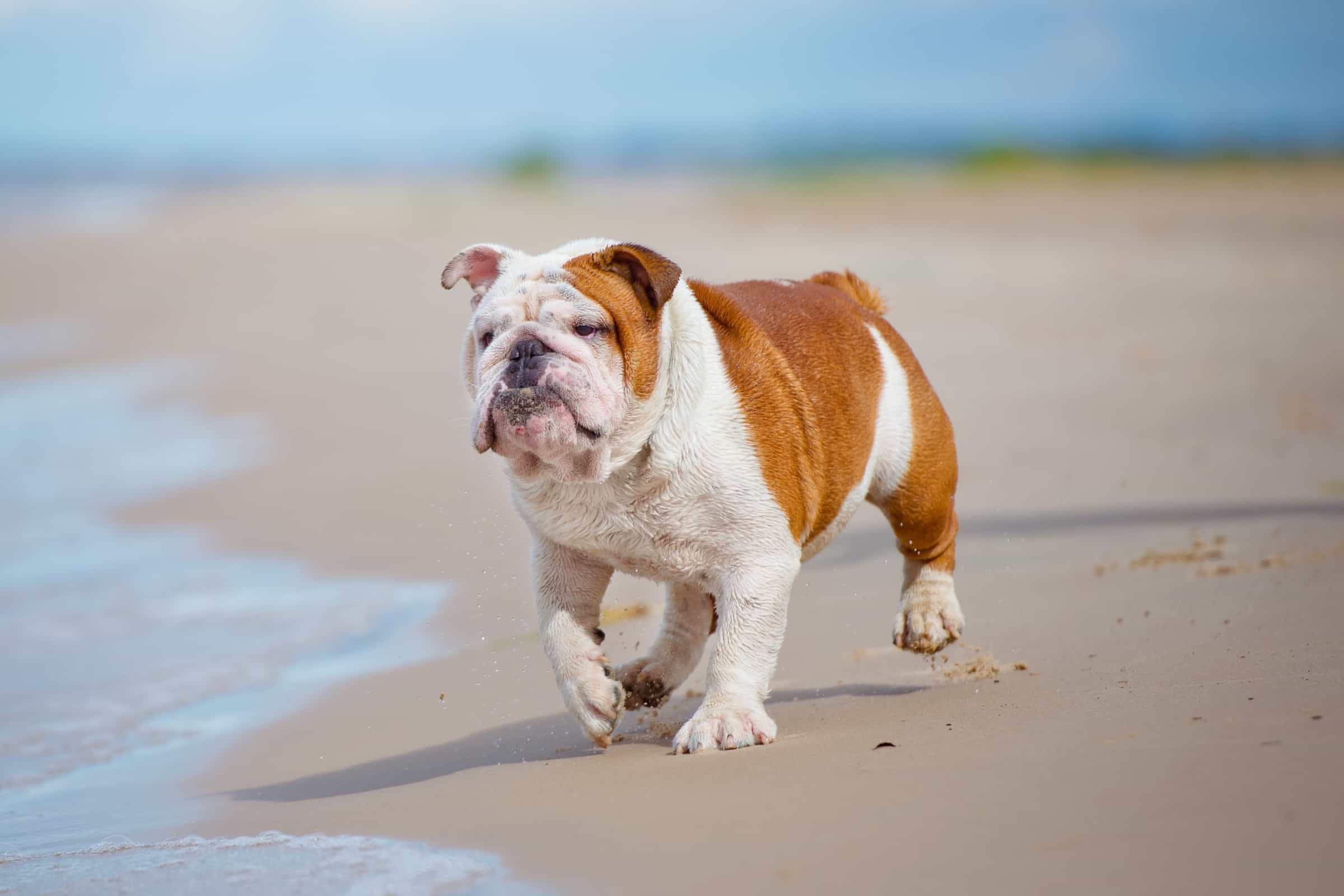 37 Awesome Brown and White Dog Breeds (With Pictures)