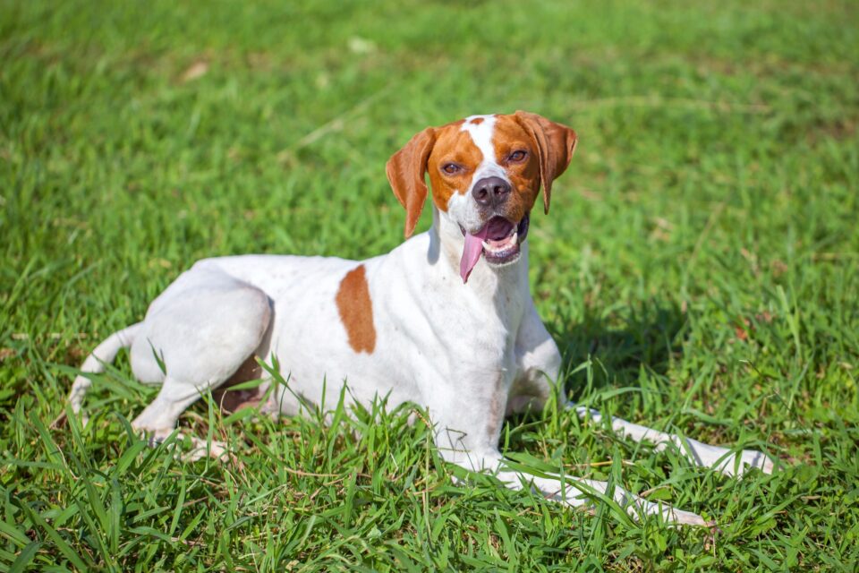 37 Awesome Brown and White Dog