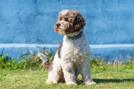 37 Awesome Brown and White Dog Breeds (With Pictures)