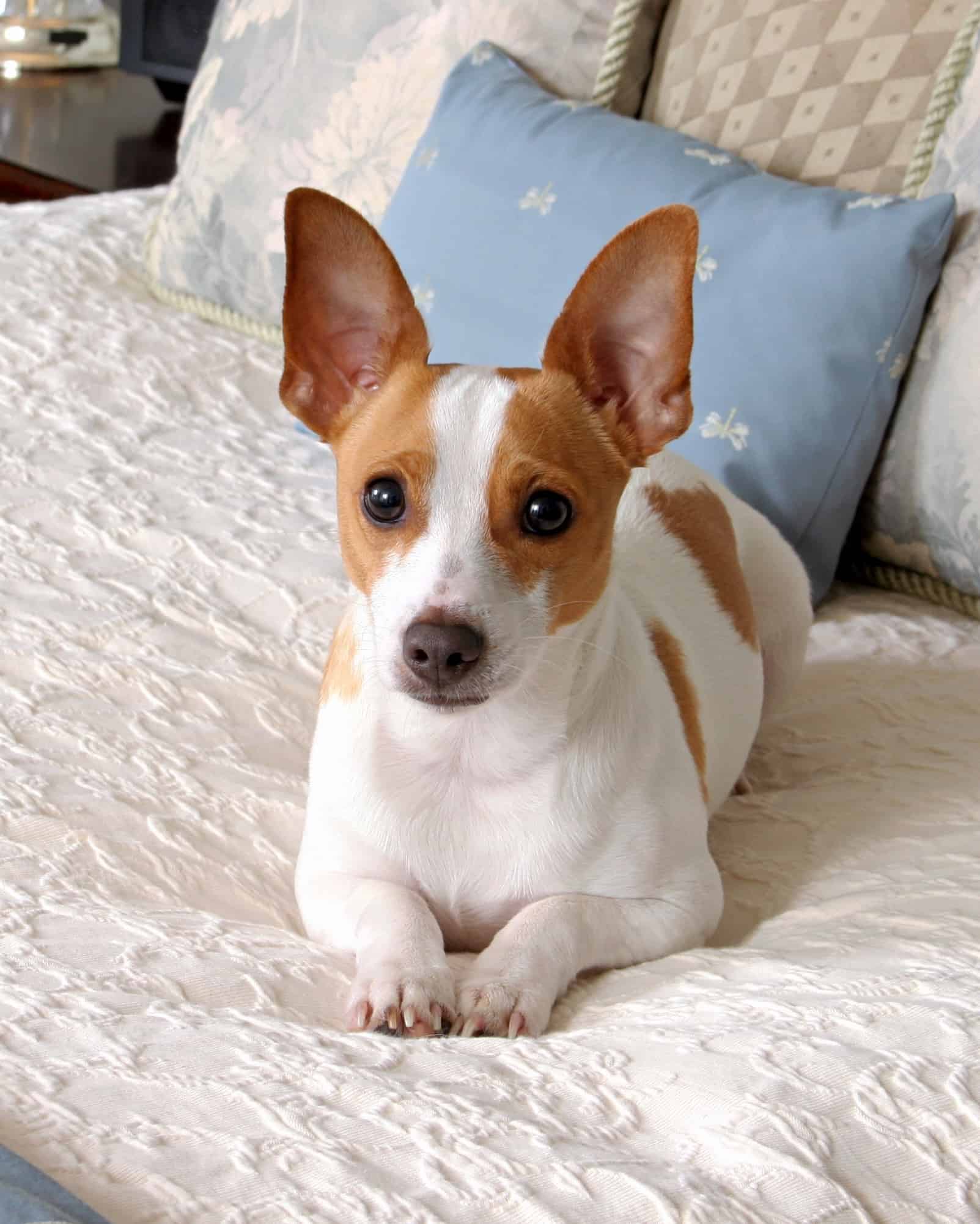 37 Awesome Brown and White Dog