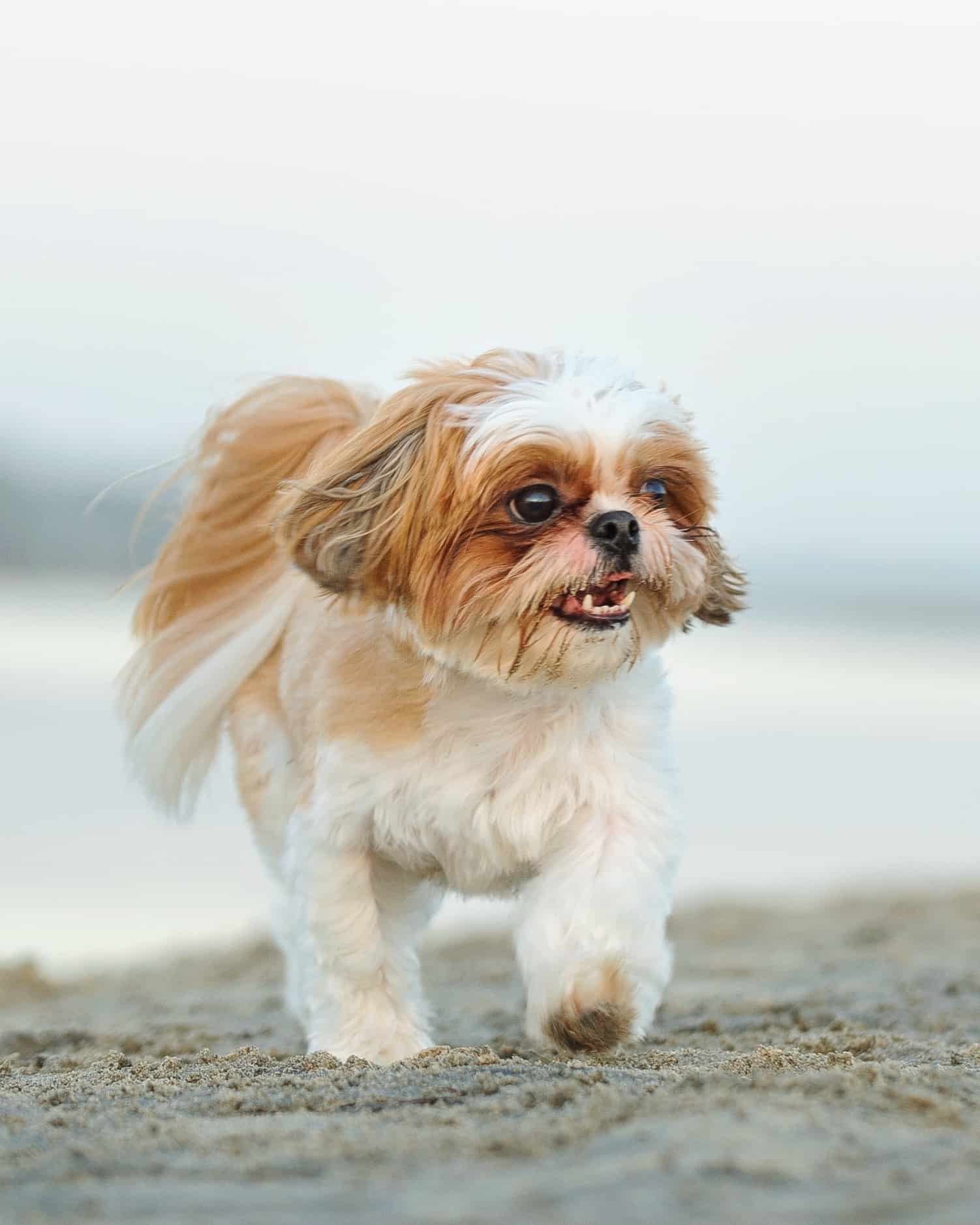 37 Awesome Brown and White Dog