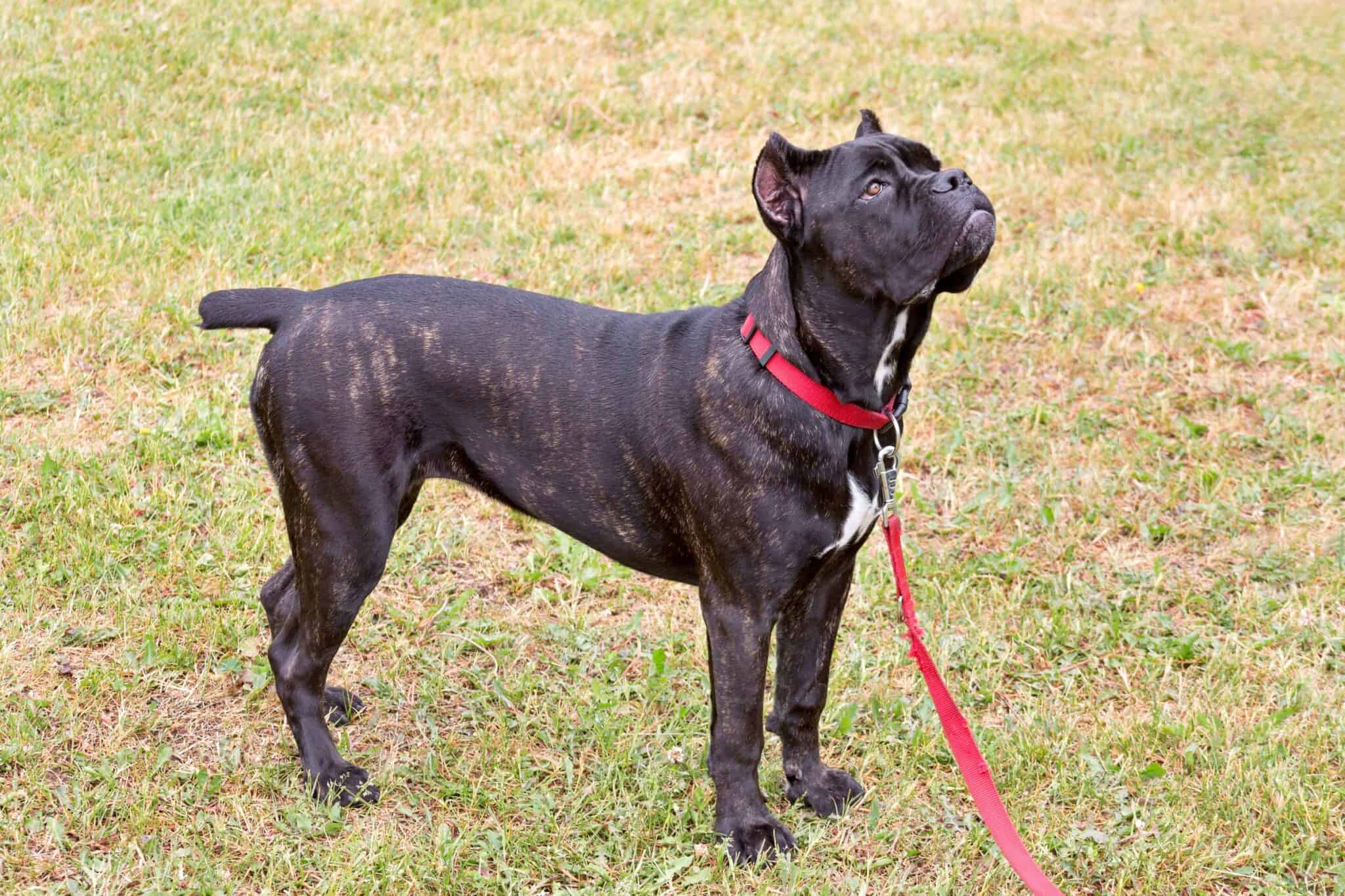 Cane Corso Ear Cropping Everything You Need to Know