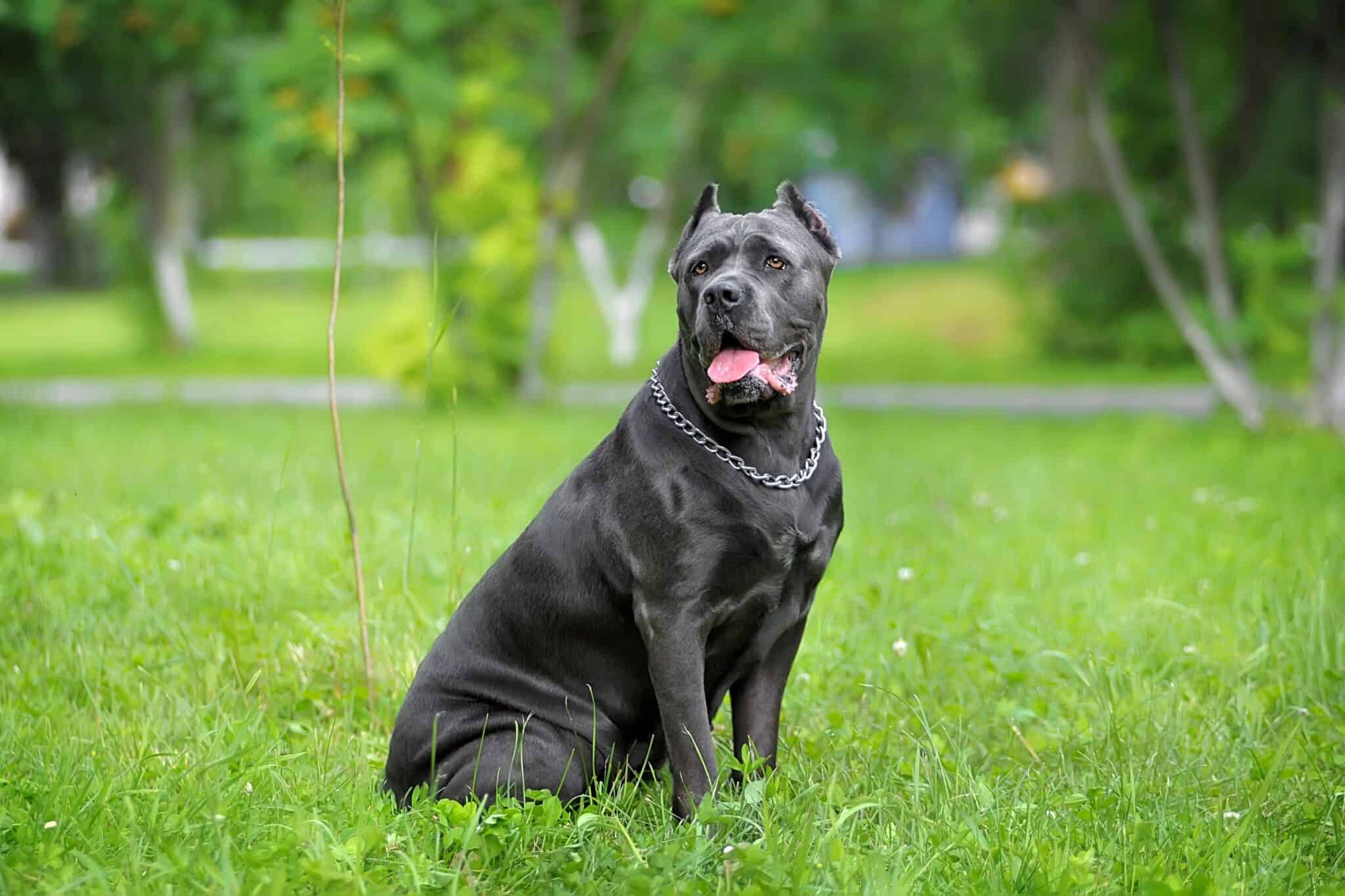 Cane Corso Ear Cropping Everything You Need to Know