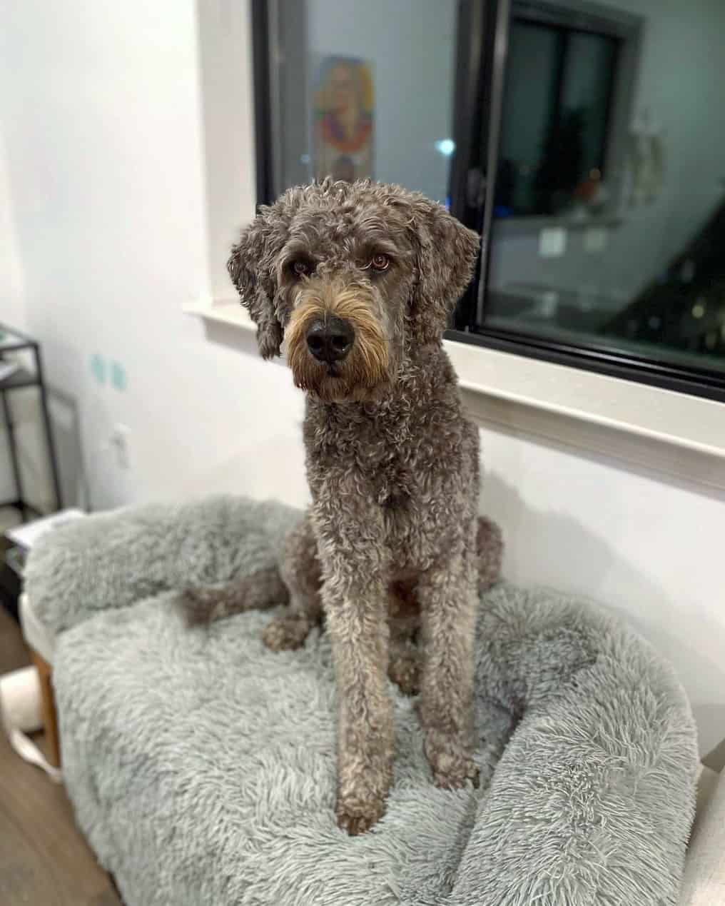 Cane Corso Mixes 21 Unusual Crossbreeds (With Pictures)