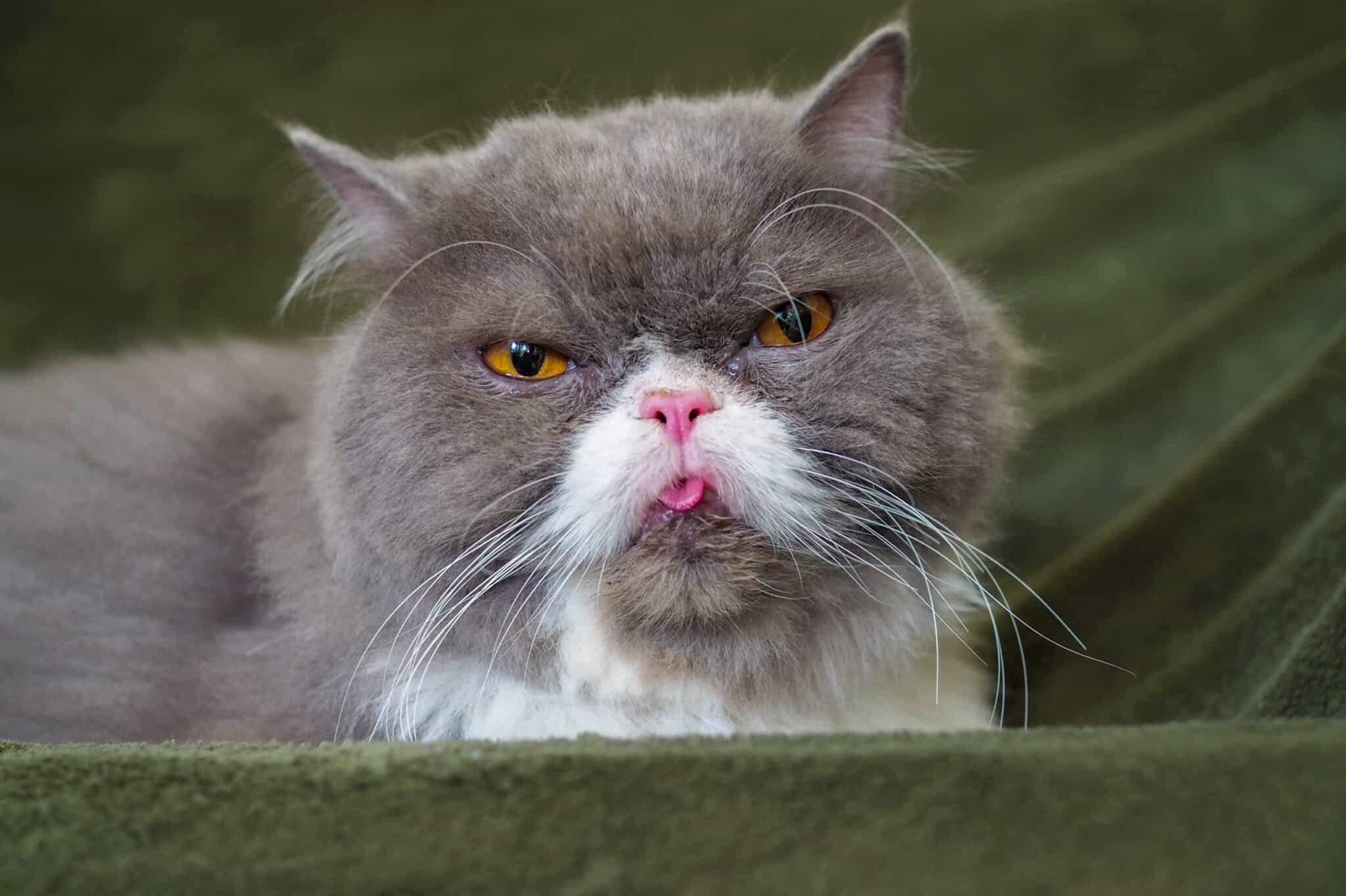 Inbred Cats Signs, Problems, Lifespan & Facts