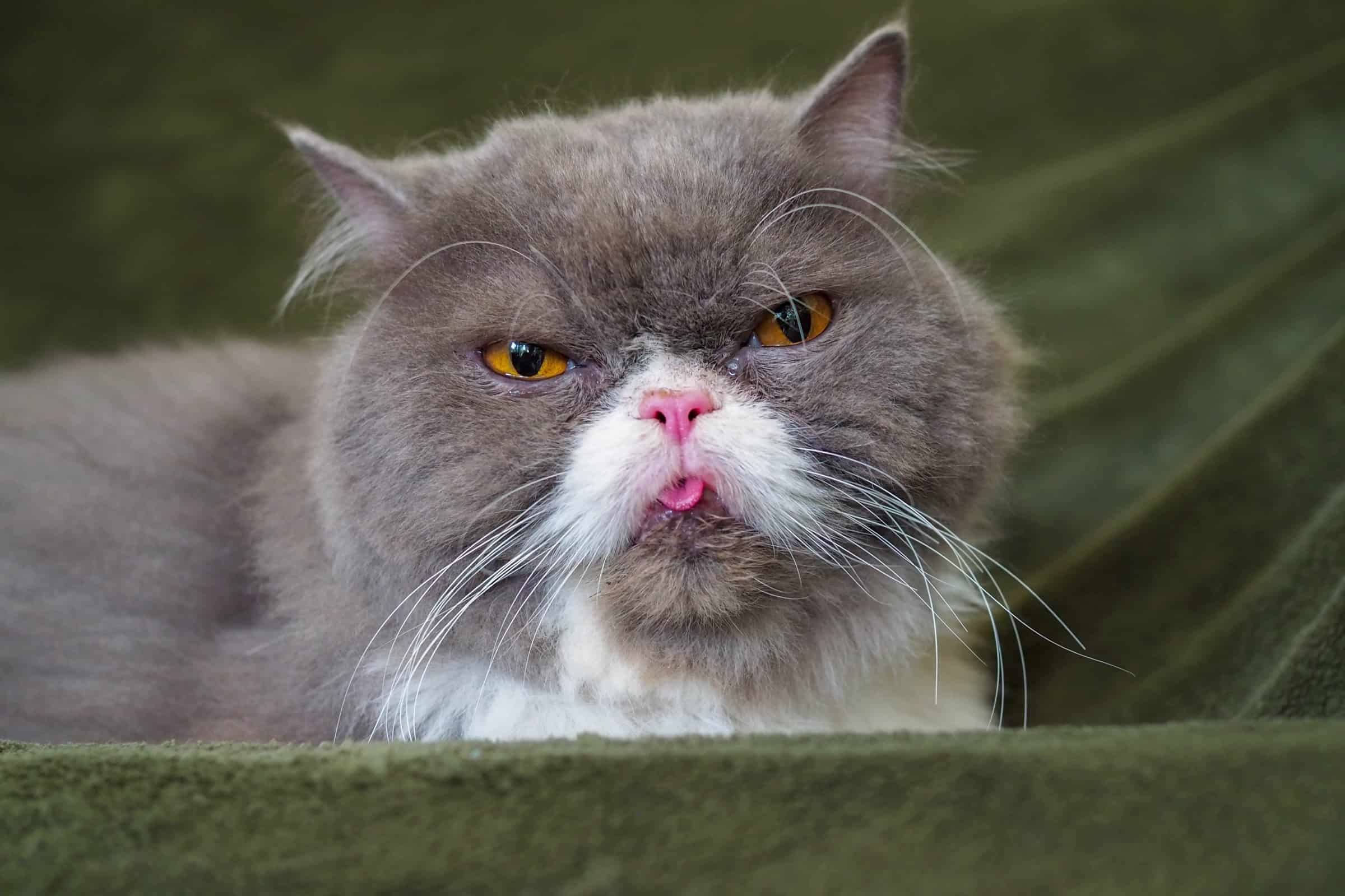 Inbred Cats Signs, Problems, Lifespan & Facts (With Pictures)