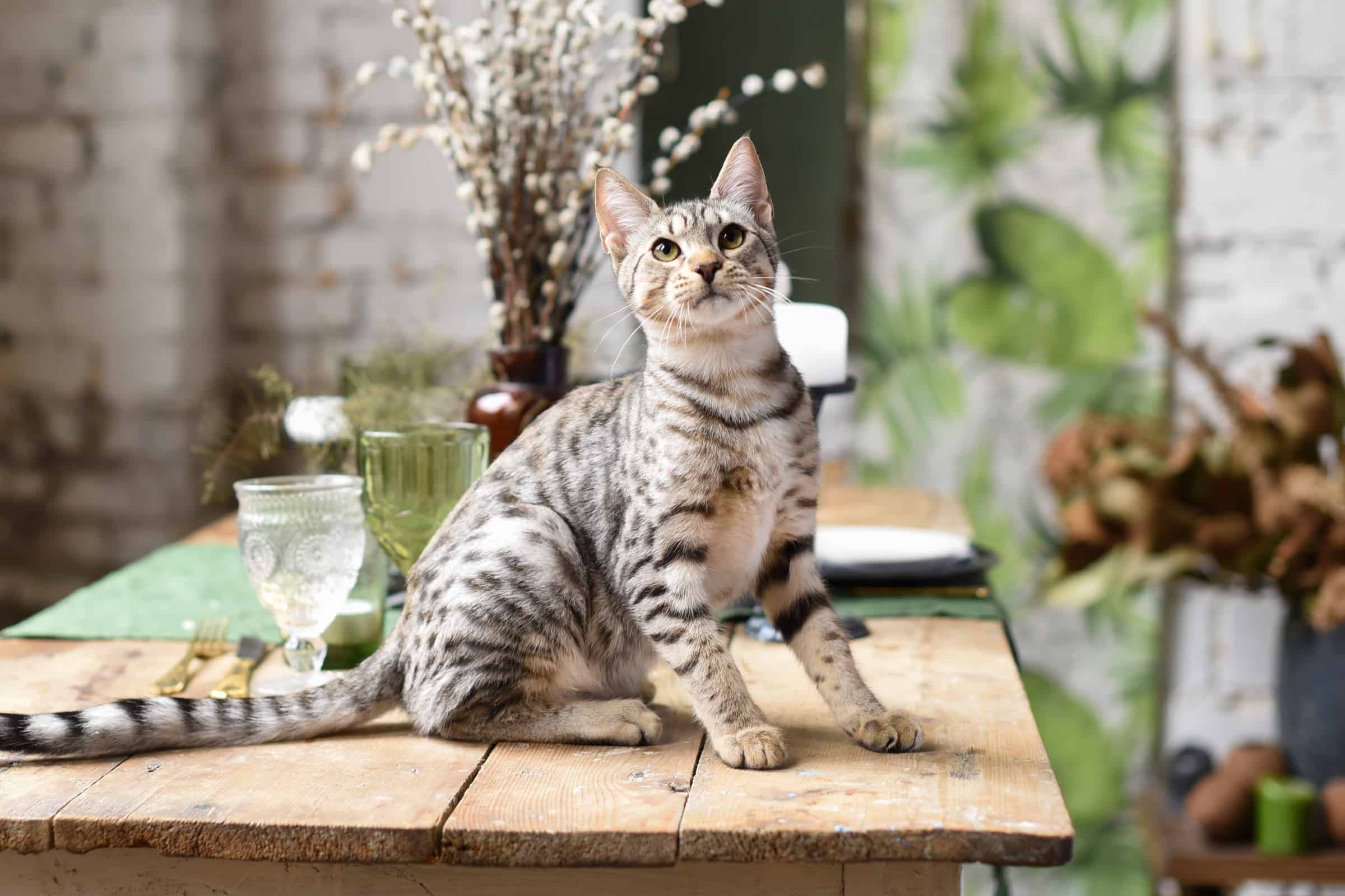 Top 13 Cat Breeds With Very Long Legs (With Pictures & Facts)