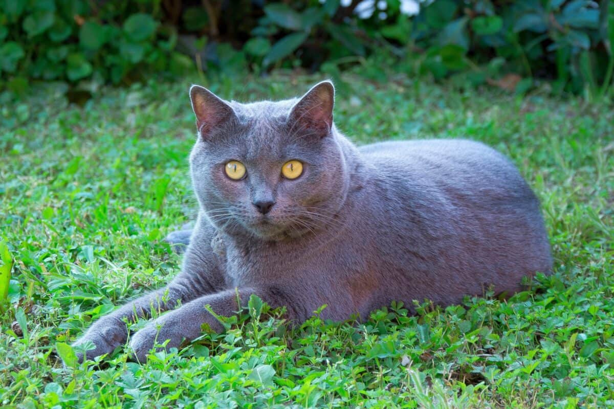 Chartreux cat with orange eyes