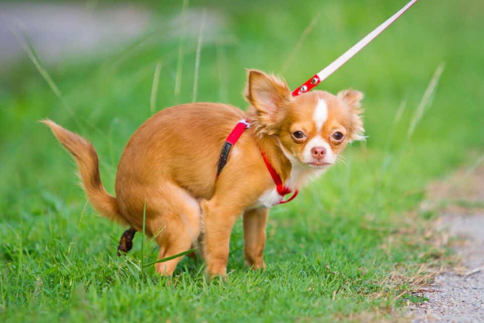 Dog Poop Stuck Halfway? 6 Ways to Remove Stuck Dog Poop